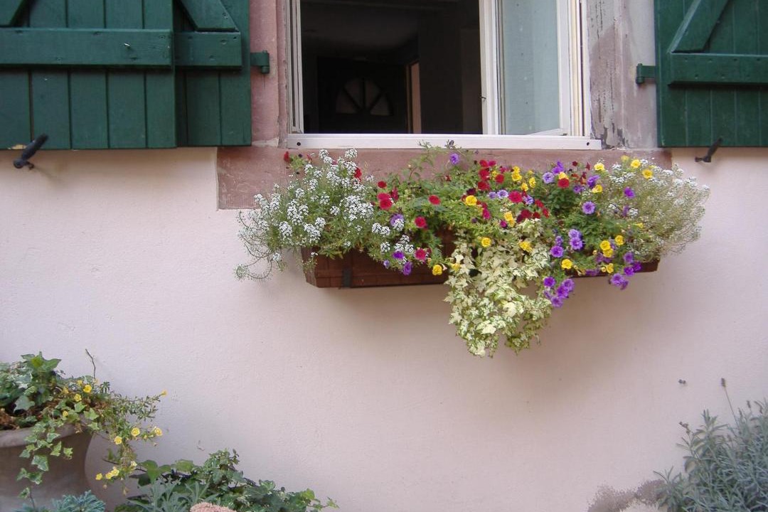 Photo of Buildings in Bouxwiller